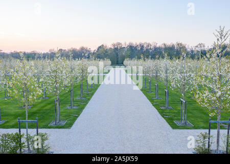 Frankreich, Maine et Loire, Loire-Tal UNESCO Weltkulturerbe, Chambord, das königliche Schloss, die Französischen Gärten, die Anpflanzung von Double-blühenden wilden Ch Stockfoto