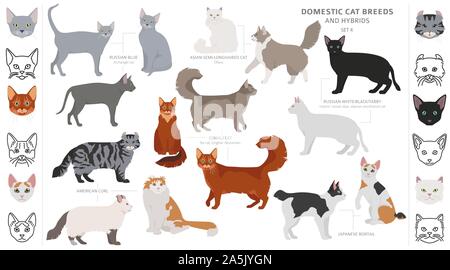 Katze Rassen und Mischlinge Sammlung auf Weiß isoliert. Flat Style eingestellt. Andere Farbe und Herkunftsland. Vector Illustration Stock Vektor