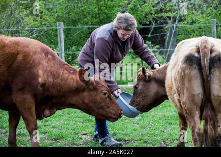 Frau Fütterung zwei braune Kühe auf dem Bauernhof. Stockfoto