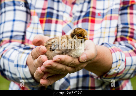 In der Nähe der Person, die kleinen braunen Küken. Stockfoto