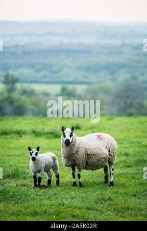 Kerry Hill Schaf und Lamm auf einer Weide auf dem Bauernhof. Stockfoto