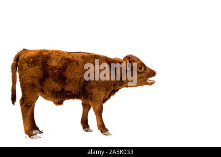 Volle Länge Seitenansicht des braunen Kalb auf weißem Hintergrund. Stockfoto