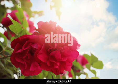Rote Rose auf blauem Himmel Hintergrund. Nahaufnahme von roten Rose mit Blättern und Sonnenlicht Stockfoto