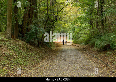 Straße Teil der Pieterpad durch Wald im Herbst, Kolleberg, Sittard, Provinz Limburg, Niederlande. Stockfoto