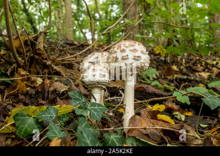 Safran-schirmpilz Pilz, (Macrolepiota rachodes), in einem Wald, Herbst, Niederlande. Stockfoto