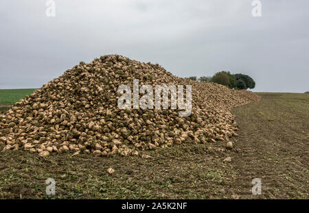 Zuckerrüben auf einem Stapel nach der Ernte auf farmfield. Niederlande. Stockfoto