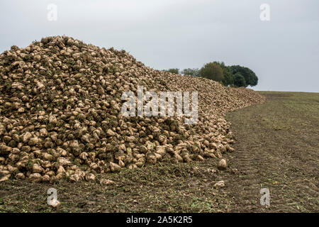 Zuckerrüben auf einem Stapel nach der Ernte auf farmfield. Niederlande. Stockfoto