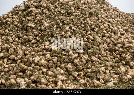 Zuckerrüben auf einem Stapel nach der Ernte auf farmfield. Niederlande. Stockfoto