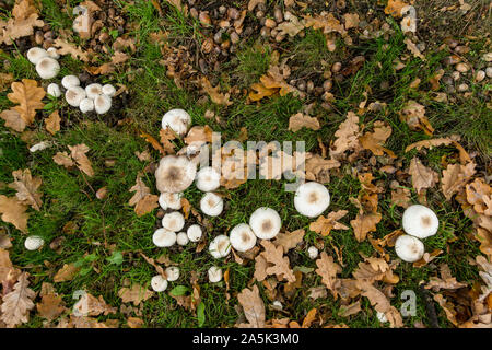 Einige Champignons und gelben Blätter im Herbst auf dem Boden in einem Park. Stockfoto