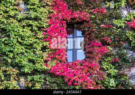 Weinblätter, Parthenocissus tricuspidata, mit Farben des Herbstes wächst an einer Hauswand, Oktober, München, Deutschland. Stockfoto