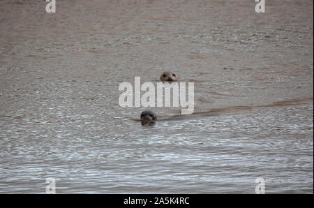 Zwei Seehunde schwimmen den Fluss Tees in Teesmouth NNR Stockfoto