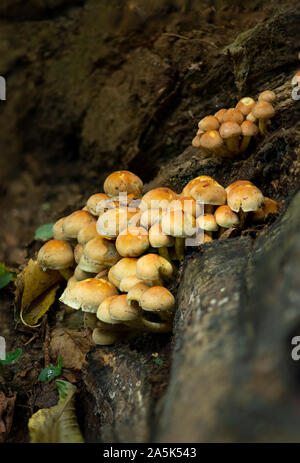 Schwefel Büschel Pilze (Hypholoma fasciculare) auf einer Amtsleitung, Niederlande Stockfoto
