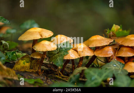 Ummanteltes woodtuft, (Kuehneromyces mutabilis) genießbare Pilz, Büschel auf Totholz, Niederlande. Stockfoto