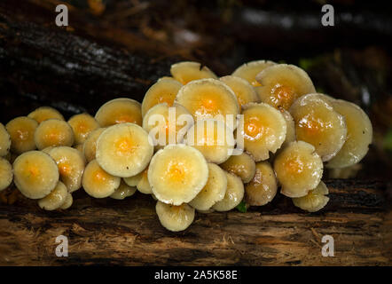 Ummanteltes woodtuft, (Kuehneromyces mutabilis) genießbare Pilz, Büschel auf Totholz, Niederlande. Stockfoto