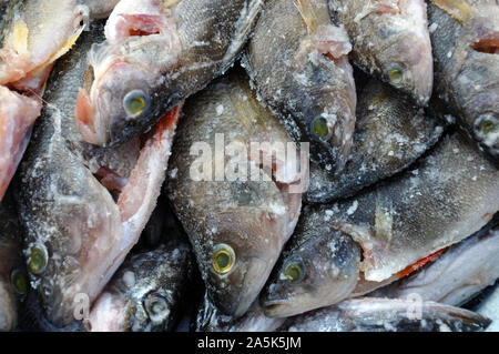 Fische Europas. Räuberische Fluss gestreiften Baß mit einem scharfen Kamm. Kochsalzlösung ist das Lügen und warten auf Kochen Stockfoto