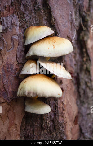 Schwefel Büschel Pilze (Hypholoma fasciculare) auf einem mit Pinien trunk, Niederlande Stockfoto