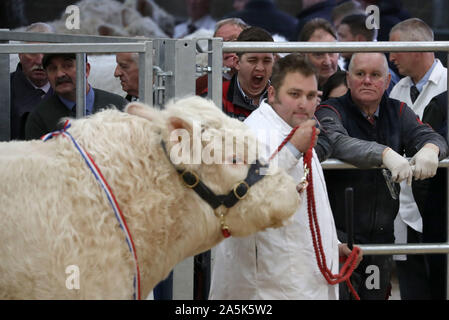 Die Landwirte sehen sich als Charolais Bullen im Ring an der Stirling stier Sales bei Stirling landwirtschaftliches Zentrum vorgeführt wird. PA-Foto. Bild Datum: Montag, Oktober 21, 2019. Siehe PA Geschichte Tiere Stiere. Photo Credit: Andrew Milligan/PA-Kabel Stockfoto