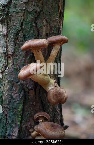 Ein dunkler Honig Pilz (Armillaria ostoyae) auf einem Stamm einer Kiefer, Niederlande. Stockfoto