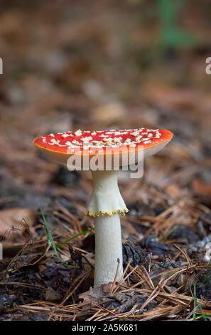 Fly Agaric, Amanita muscaria, giftige Pilze, Niederlande. Stockfoto