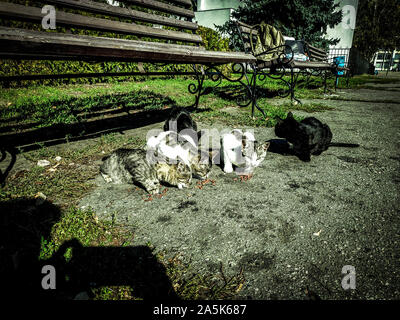 Heimatlose Katzen Essen in der Nähe der Bank ist, der Schatten des Fotografen sehen können. Hilfe heimatlose Tiere - Sie es brauchen Stockfoto