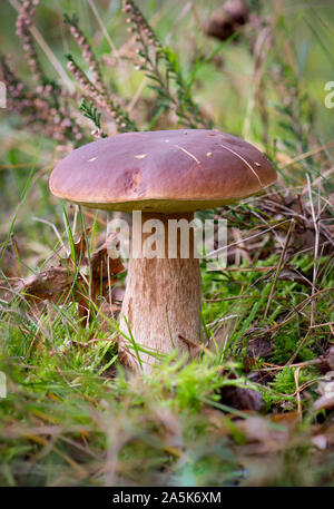 Penny bun, (Boletus edulis) Cep, porcino oder steinpilzen Pilzzucht auf Wald, Niederlande. Stockfoto