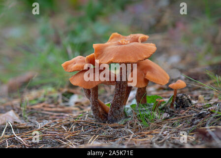 Scurfy Betrüger, (Laccaria proxima) wilde Pilze im Wald. Niederlande Stockfoto