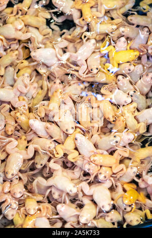 Albino afrikanische gekratzte Frösche zum Verkauf an der Tung Choi Street North, die besser als Goldfish Market in Mong Kok Stadtteil Kowloon, Hong Kong bekannt. Der Markt bietet eine Vielzahl von gemeinsamen und exotische Fische und Amphibien Haustiere für das Aquarium Enthusiast. Stockfoto