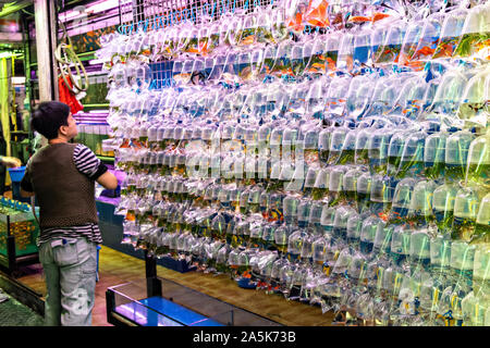 Plastiktüten holding Goldfisch auf Anzeige an der Tung Choi Street North, die besser als Goldfish Market in Mong Kok Stadtteil Kowloon, Hong Kong bekannt. Chinesen glauben, dass Goldfische traditionell gut sind Feng Shui ein ein glückliches Los, dass Glück in ein Heim bringen kann. Stockfoto