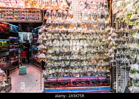 Plastiktüten holding Goldfisch auf Anzeige an der Tung Choi Street North, die besser als Goldfish Market in Mong Kok Stadtteil Kowloon, Hong Kong bekannt. Chinesen glauben, dass Goldfische traditionell gut sind Feng Shui ein ein glückliches Los, dass Glück in ein Heim bringen kann. Stockfoto