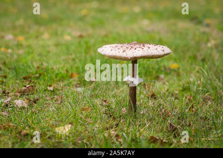 Grüne Wiese mit essbaren Pilz, Parasol (Macrolepiota procera), Niederlande. Stockfoto