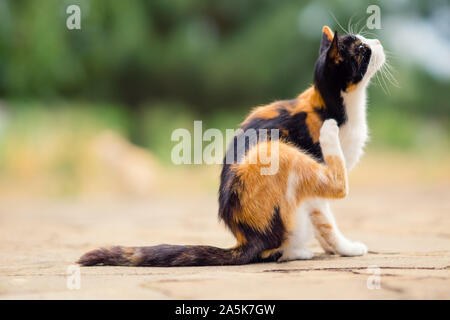 Dreifarbige Katze Pfote Kratzer hinter dem Ohr. Flöhe und Zecken bei Haustieren. Stockfoto