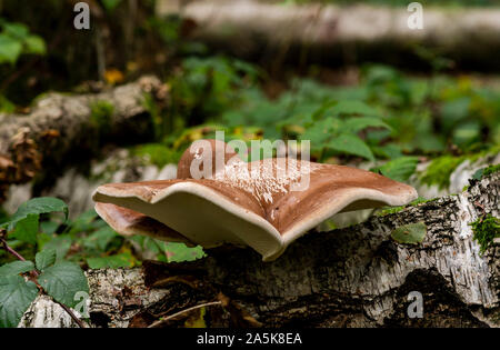 Birch Polypore, birke Halter oder Rasiermesser Strop (Piptoporus betulinus) wächst auf einem toten Birke. Niederlande. Stockfoto