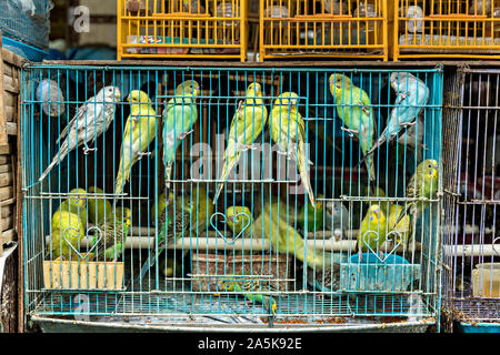 Chinesische Singvögel in Bambus Käfige auf Verkauf in der Yuen Po Street Bird Garden, Mong Kok, Kowloon, Hong Kong. Stockfoto