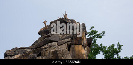 Berlin, Deutschland - 5 August 2019: Steinböcke in den Berliner Zoo. Stockfoto