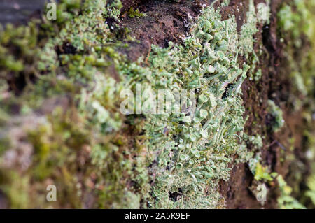 Trompete Flechten (Cladonia fimbriata) wachsen auf einer Steinmauer, Niederlande. Stockfoto
