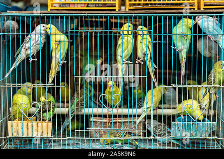 Chinesische Singvögel in Bambus Käfige auf Verkauf in der Yuen Po Street Bird Garden, Mong Kok, Kowloon, Hong Kong. Stockfoto