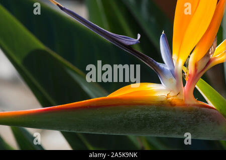 Detail eines blühenden Bird of paradise, Strelitzia reginae, Anlagen im südlichen Spanien. Stockfoto