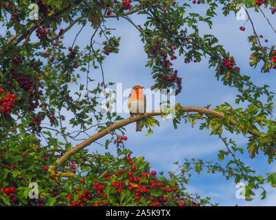 Europäische Robin (Erithacus Rubecula) auf eine Zweigniederlassung, die in einem weißdorn-Baum mit roten Beeren gehockt Stockfoto