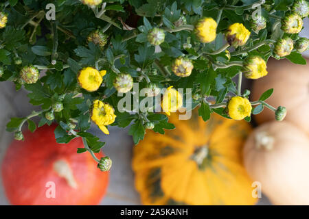 Anordnung des unscharfen bunte Kürbisse mit gelben Blumen im Fokus. Hohe Blickwinkel betrachten. Stockfoto