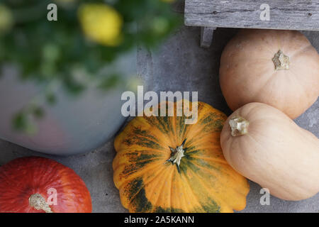 Arrangement von bunten Kürbissen mit gelben Blüten. Hochwinkelansicht. Verschwommener Vordergrund. Stockfoto