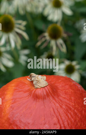 Orange Kürbis im Vordergrund mit weißen Coneflower in verschwommenen Hintergrund. Close-up und hohen Winkel betrachten. Stockfoto