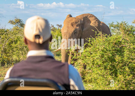 Eine Safari tracker Beobachten ein Elefant vor dem Auto, Madikwe Game Reserve, Südafrika. Stockfoto