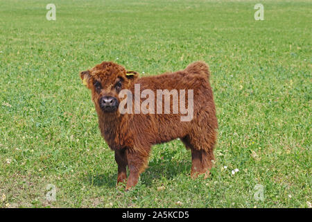 Flauschige Kalb der Rasse Scottish Highland Rinder auf der Weide und Kamera Stockfoto