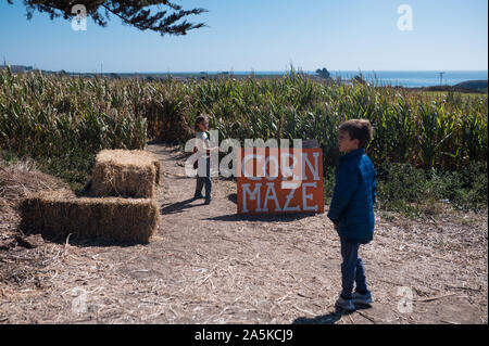 Zwei Kinder über ein maislabyrinth auf einer Farm in der Nähe der Küste zum Eingeben Stockfoto