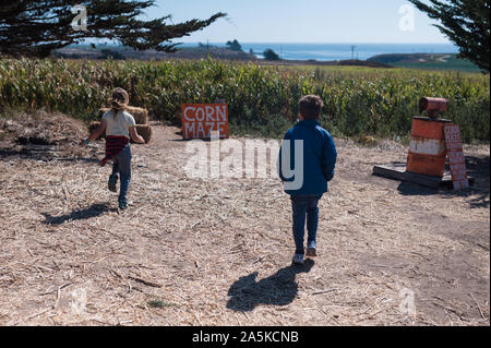 Zwei Kinder auf dem Weg zu einem maislabyrinth auf einer Farm in der Nähe der Küste läuft Stockfoto