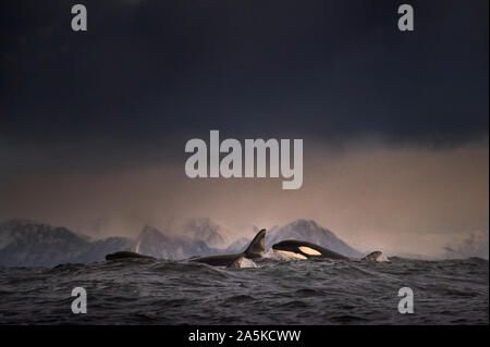 Dunkle bewölkten Himmel über Wellen, und eine Schule der Schwertwale (Orca) brechen die Oberfläche des Meeres auf den Lofoten, Norwegen Stockfoto