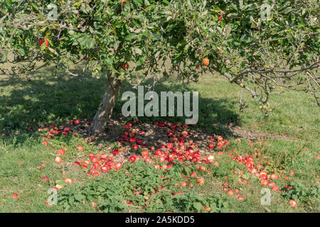 Eine Gruppe der Gefallenen reife rote Äpfel auf dem Boden liegend unter einem Apfelbaum in einem Obstgarten Stockfoto