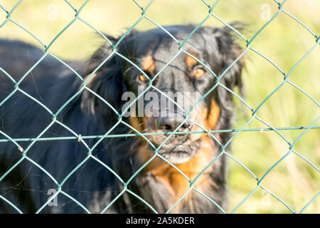 Ein Watchdog hinter einem Maschendrahtzaun, Deutschland, Europa, Stockfoto