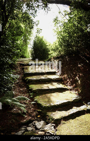 Stein Treppen unter einem Sonnenstrahl mitten im Grün des Waldes Stockfoto