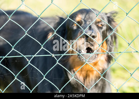 Ein Watchdog hinter einem Maschendrahtzaun, Deutschland, Europa, Stockfoto